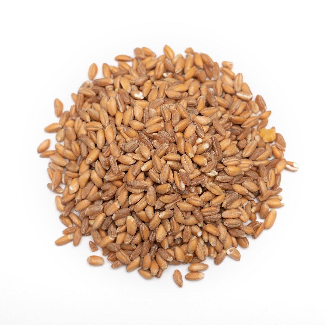 Organic Wheat Grain
