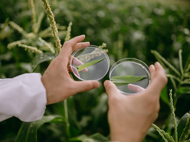 Top 7 Plants Plant Extracts Suppliers in Kenya in Quarter 3 of 2025