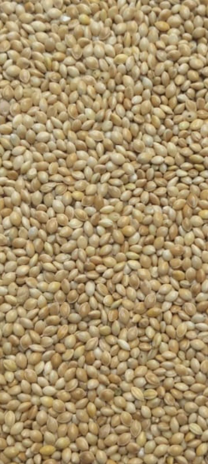 Canary seed (Phalaris), 400 MT, Sortex cleaned, purity 99.8%, moisture 12%.