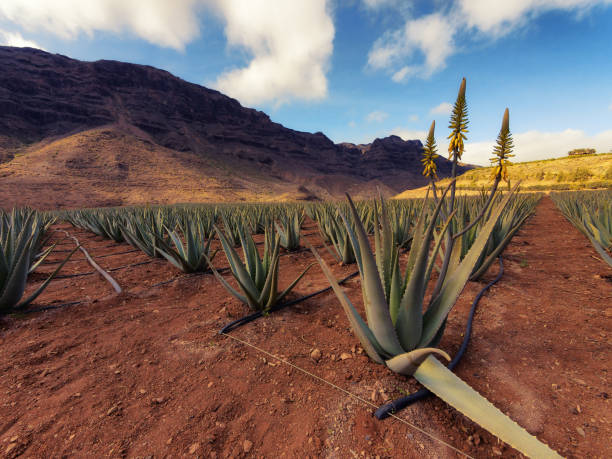 Top 9 Aloe Vera Suppliers in China in Quarter 3 of 2025