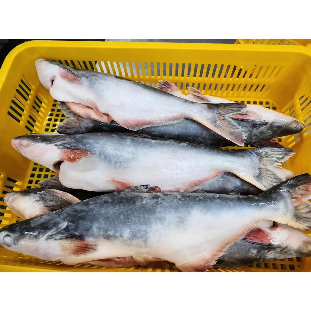 Get to Know the Top 10 Frozen Fish suppliers in South Africa - 5