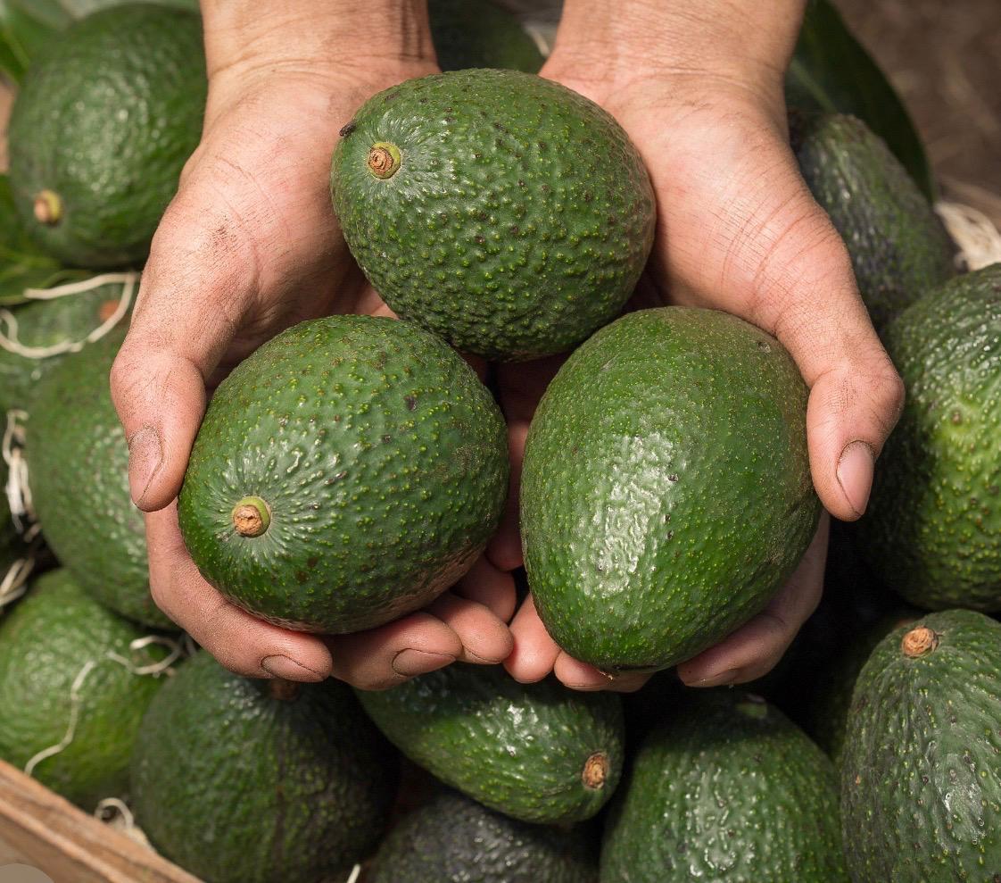 Premium Ugandan Hass Avocados