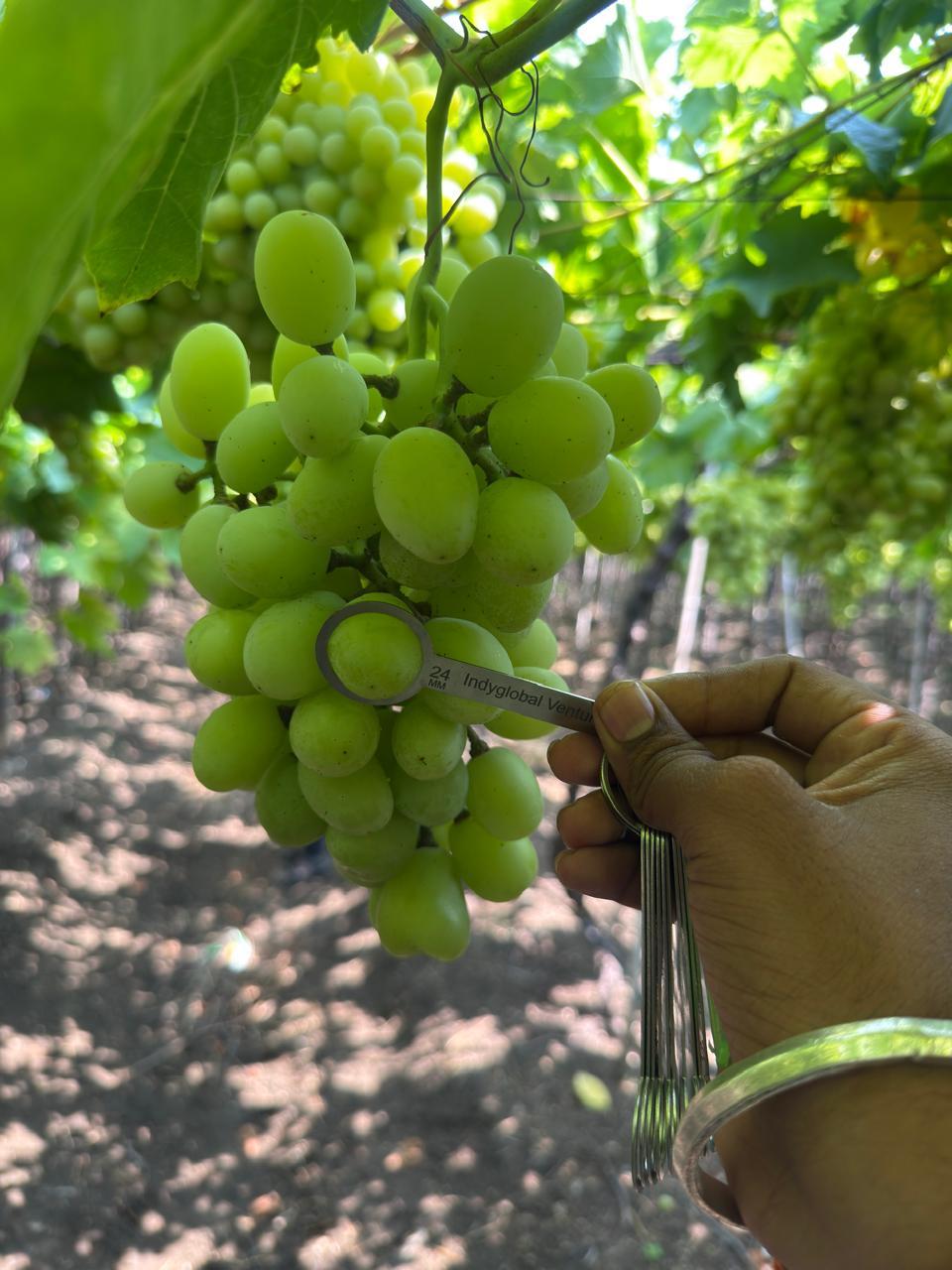 Grapes