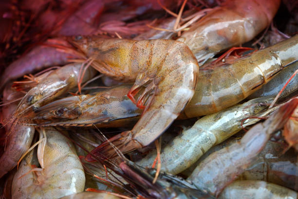 Top 7 Shrimp Suppliers in Malaysia in July 2025