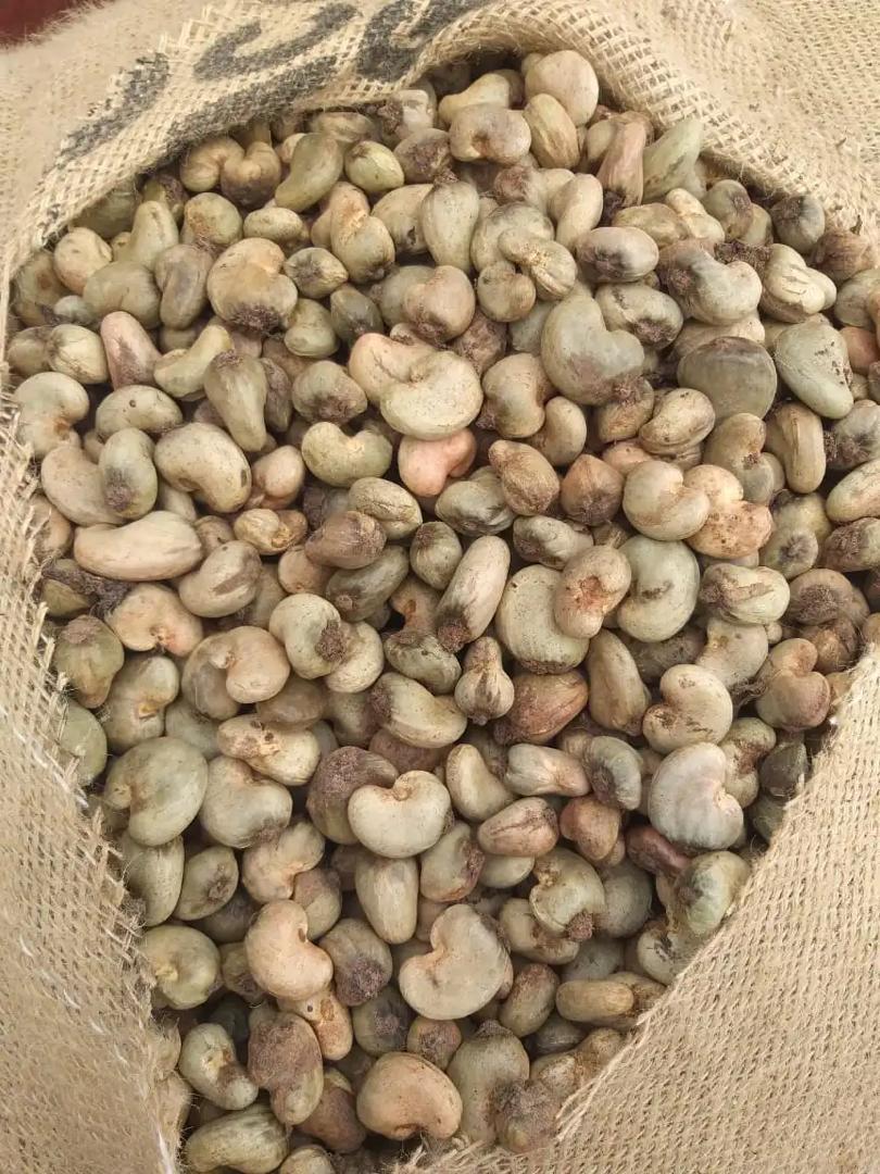 Raw Cashew Nut Origin Guinea Organic Export grade W320 Moisture 8-9% Nut count 180-200/kg