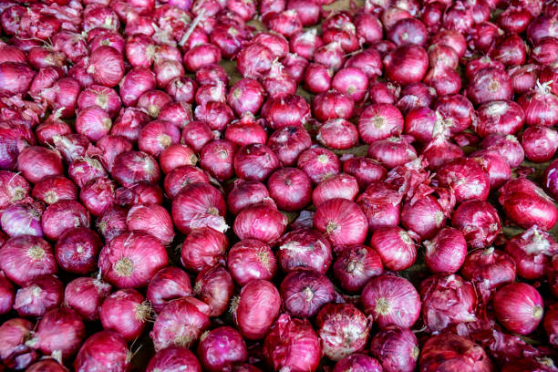 Top 3 Onion Suppliers in Canada in Year 2025: Market Outlook, Key Trends & Supplier Insights