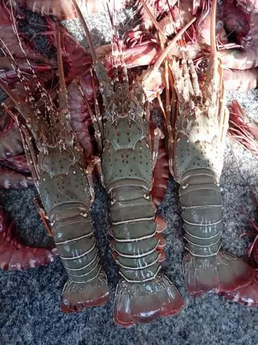 Fresh Live Lobsters