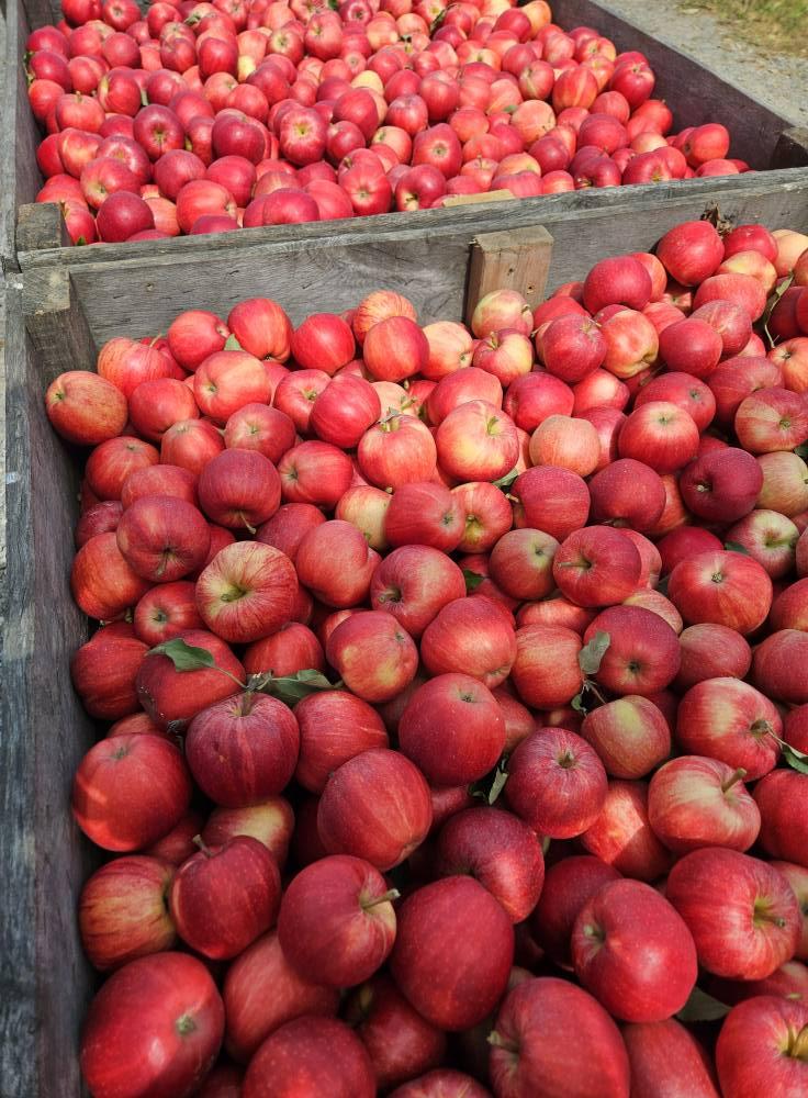 Premium Quality Fresh fruits from South Africa Features Organic Origin South Africa Quality High Quality Size Export-grade Sizes