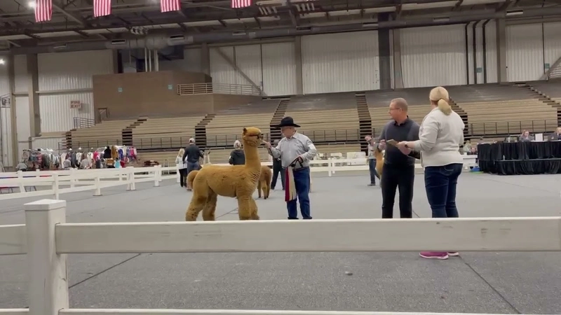 Mopaca Invitational Alpaca Show Revealed: B2B Opportunity - 2