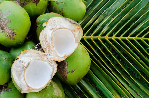 Top 5 Fresh Coconut Suppliers in Thailand in July 2025: Market Trends, Challenges & Sourcing Strategies