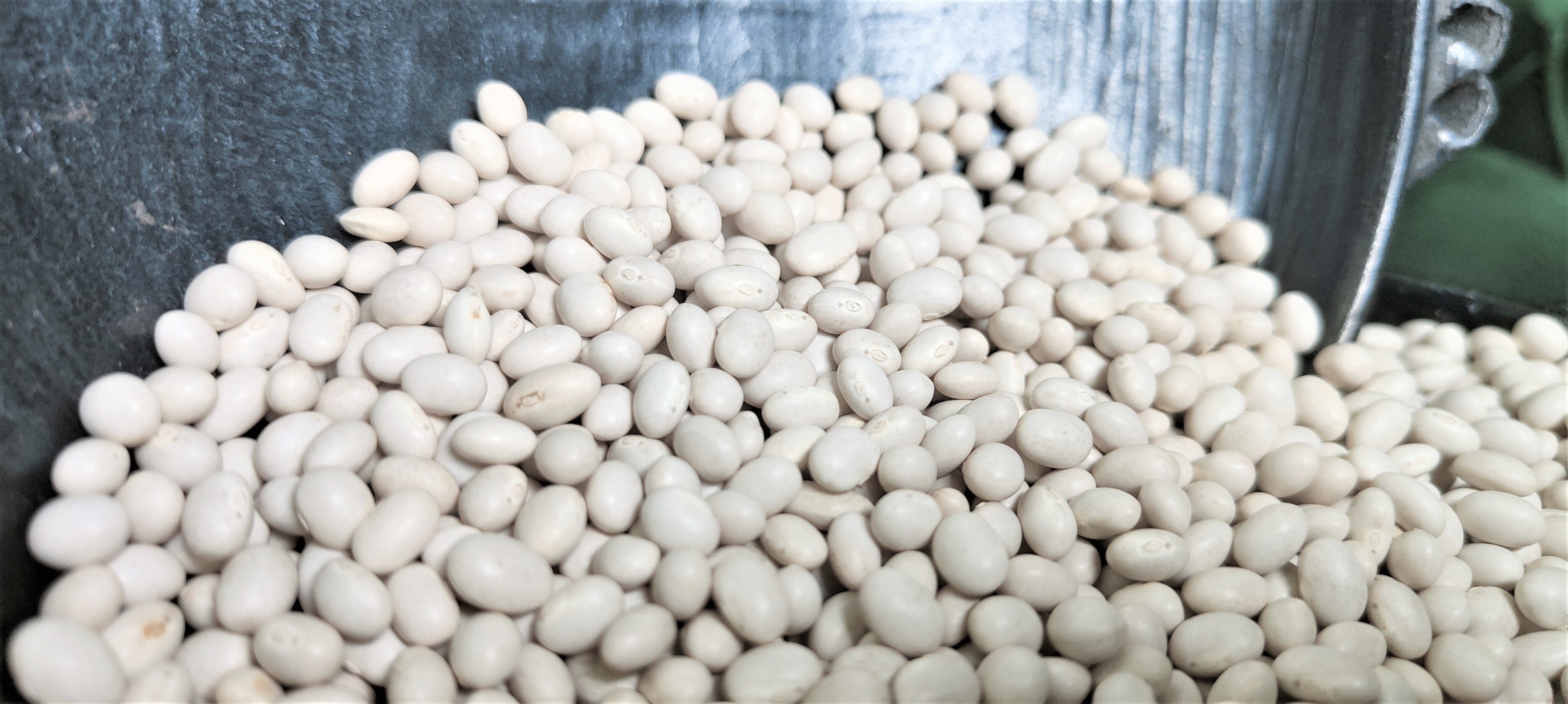 Ethiopian Origin New Crop 2024 White Pea Beans Wholesale Dried Handpicked and Polished Bulk Quality Kidney beans.