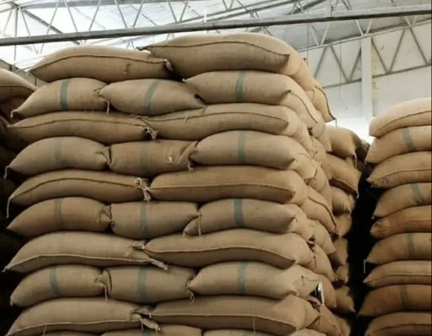 SC 18 Premium Green Robusta Coffee Beans Washed Bold Taste 60kg Jute Bags Columbian Coffee