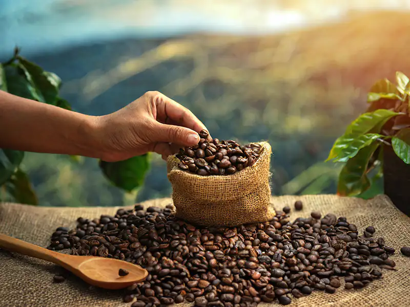 Freshdi’s Coffee Market Report Q2/2025 – Inside the $778 Billion Market Transformation of 2025 (P2)