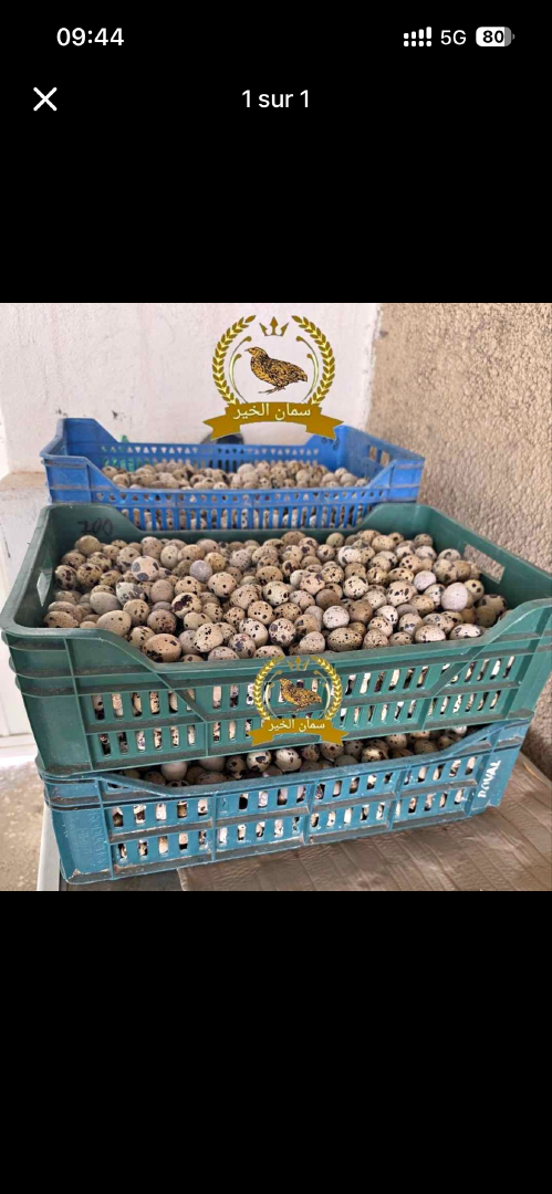 Quail Egg meat From Tunisia