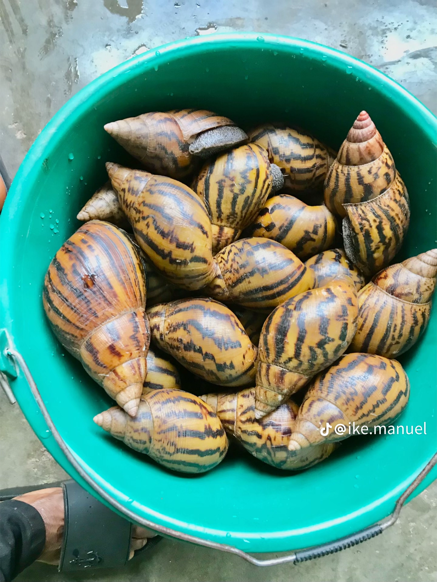 Agriculture Food Beverage Snails