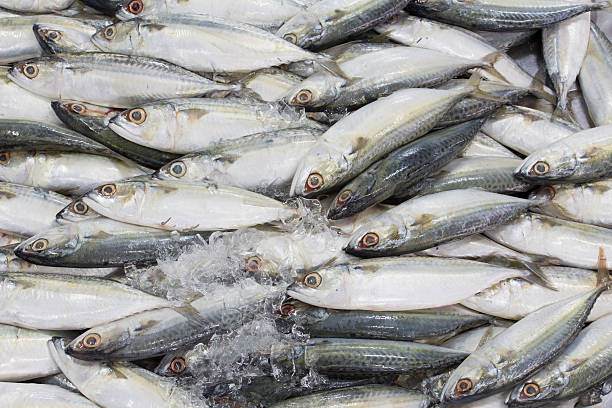 Top 7 Frozen Fish Suppliers in Italy in Year 2025