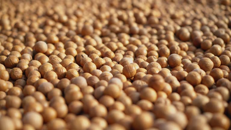 A Comprehensive Guide to Sourcing High-Quality Soybean: Top 4 Soybean Suppliers in Egypt in Year 2025