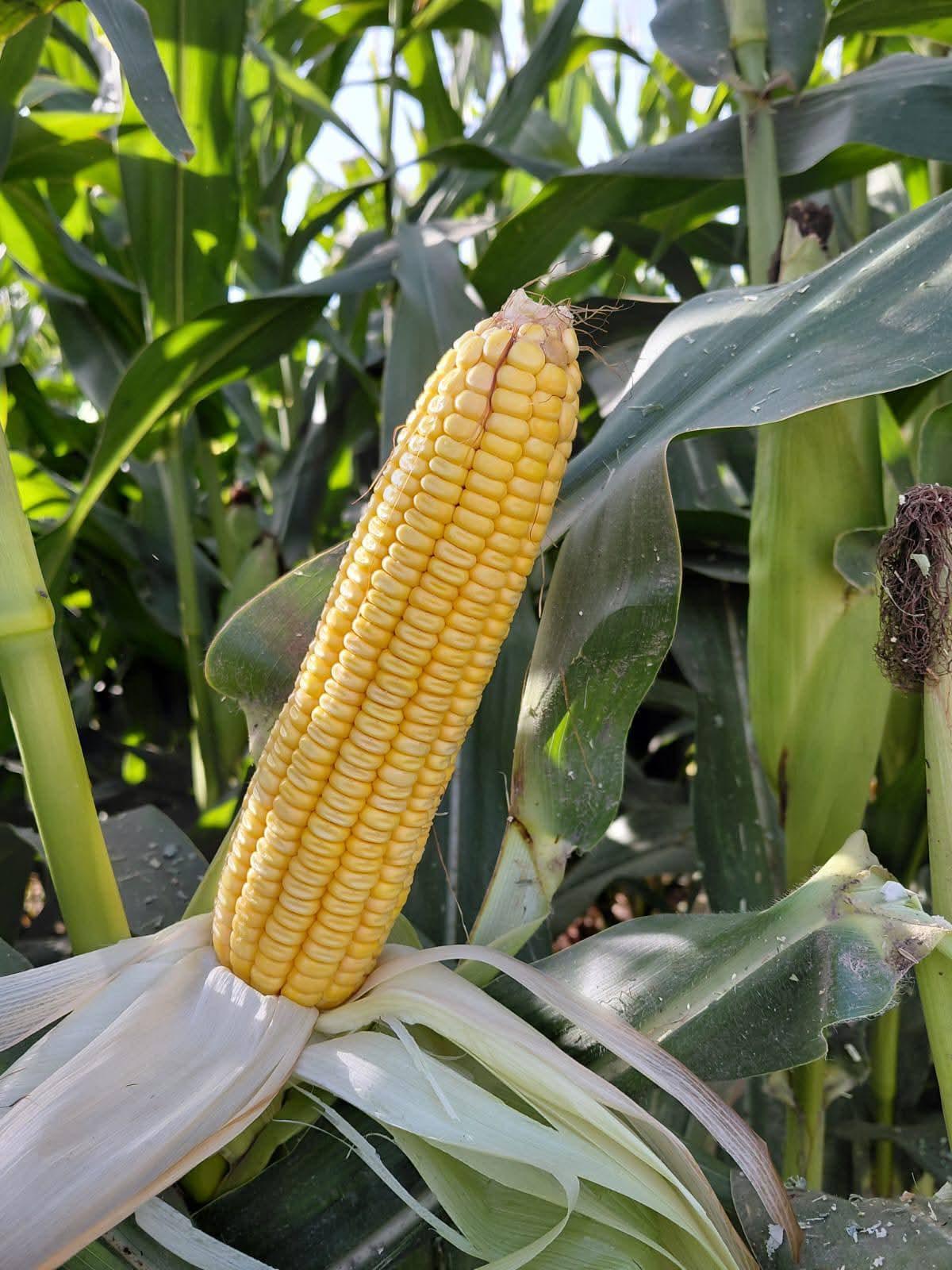 Corn Silage