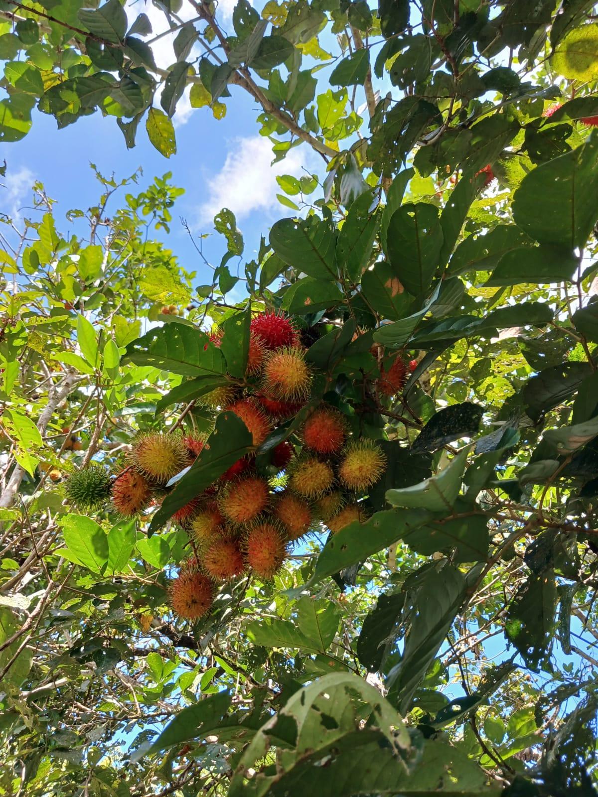 Rambutan Klotok Close-up