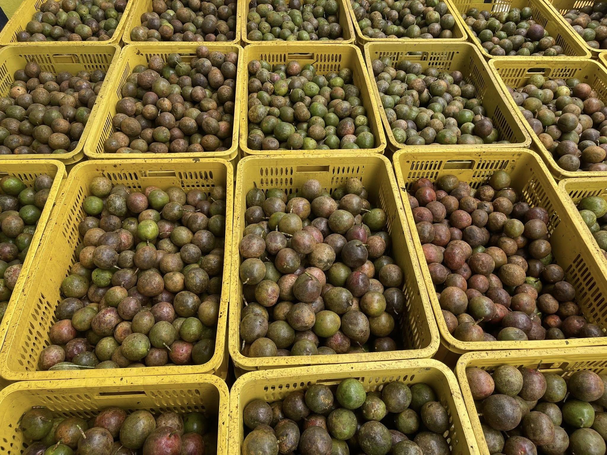 Packed Frozen Passion Fruit