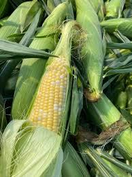 Sweet corn