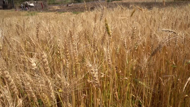 Top 10 Wheat Suppliers in Bangladesh in Year 2025