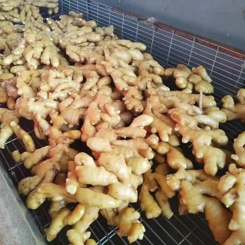 Top 3 verified Fresh Ginger suppliers in United States for global buyers