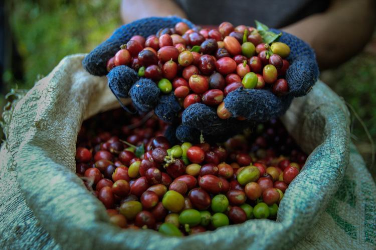 Premium Coffee Beans