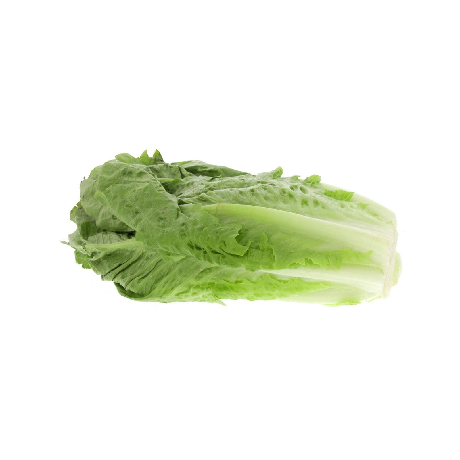 High quality lettuce cheap price bulk sale farm fresh greens fast delivery