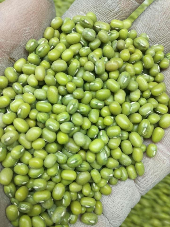 Premium Green Mung Beans Wholesale Bulk Supply Export Quality for Food Processing and Retail
