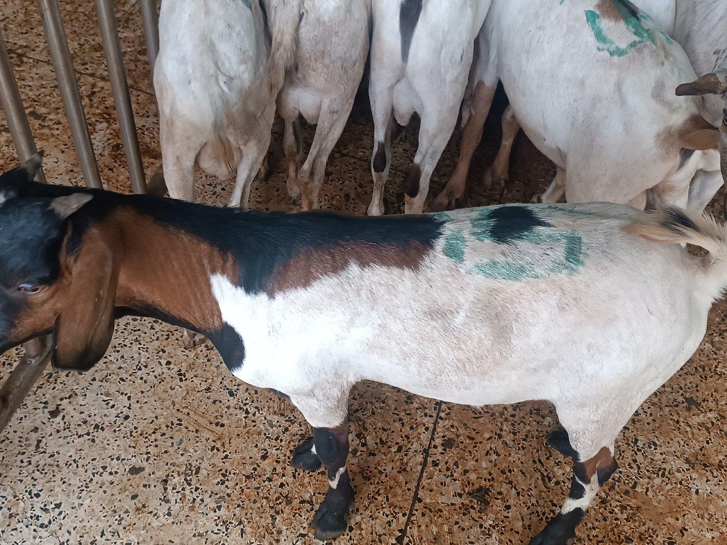 Goat Meat Display