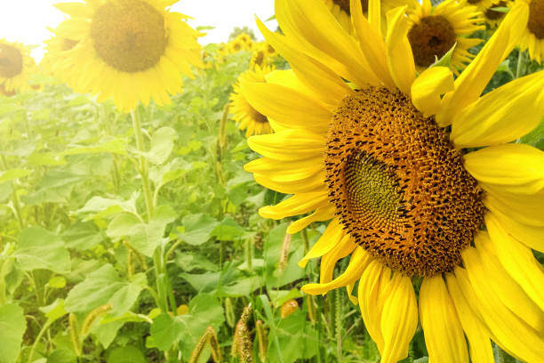 Top 4 Sunflower Suppliers in Philippines in Year 2025: Export Insights and Market Trends