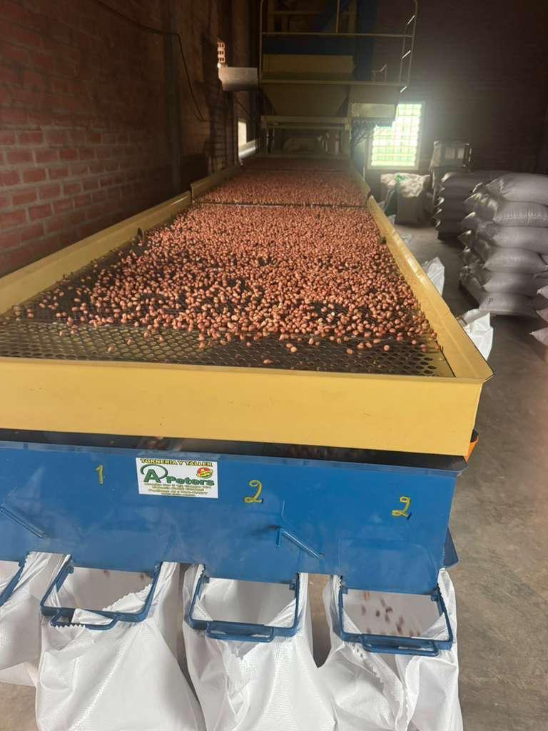 Raw Runner Peanut Kernels