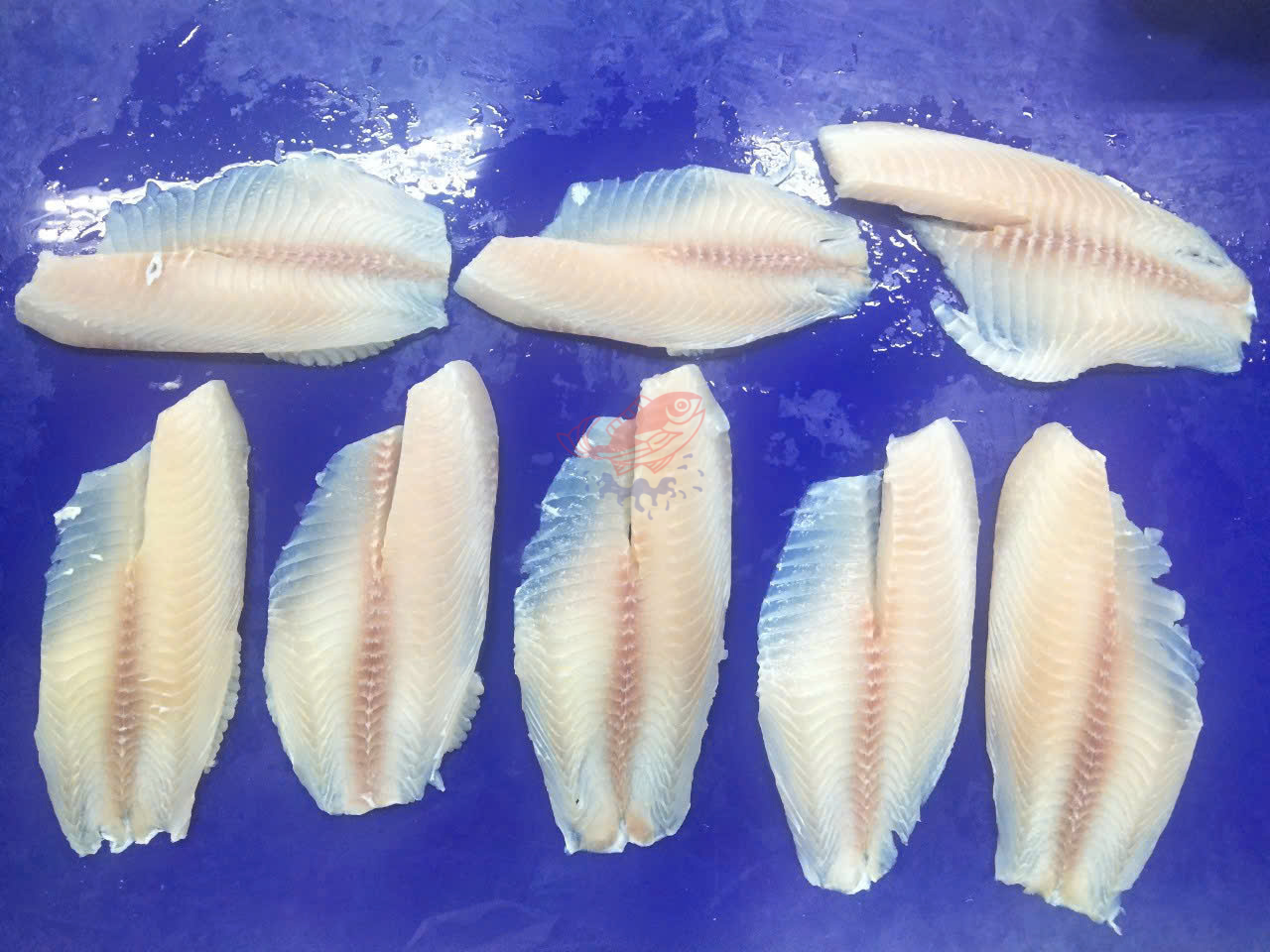 Frozen Tilapia Fillet