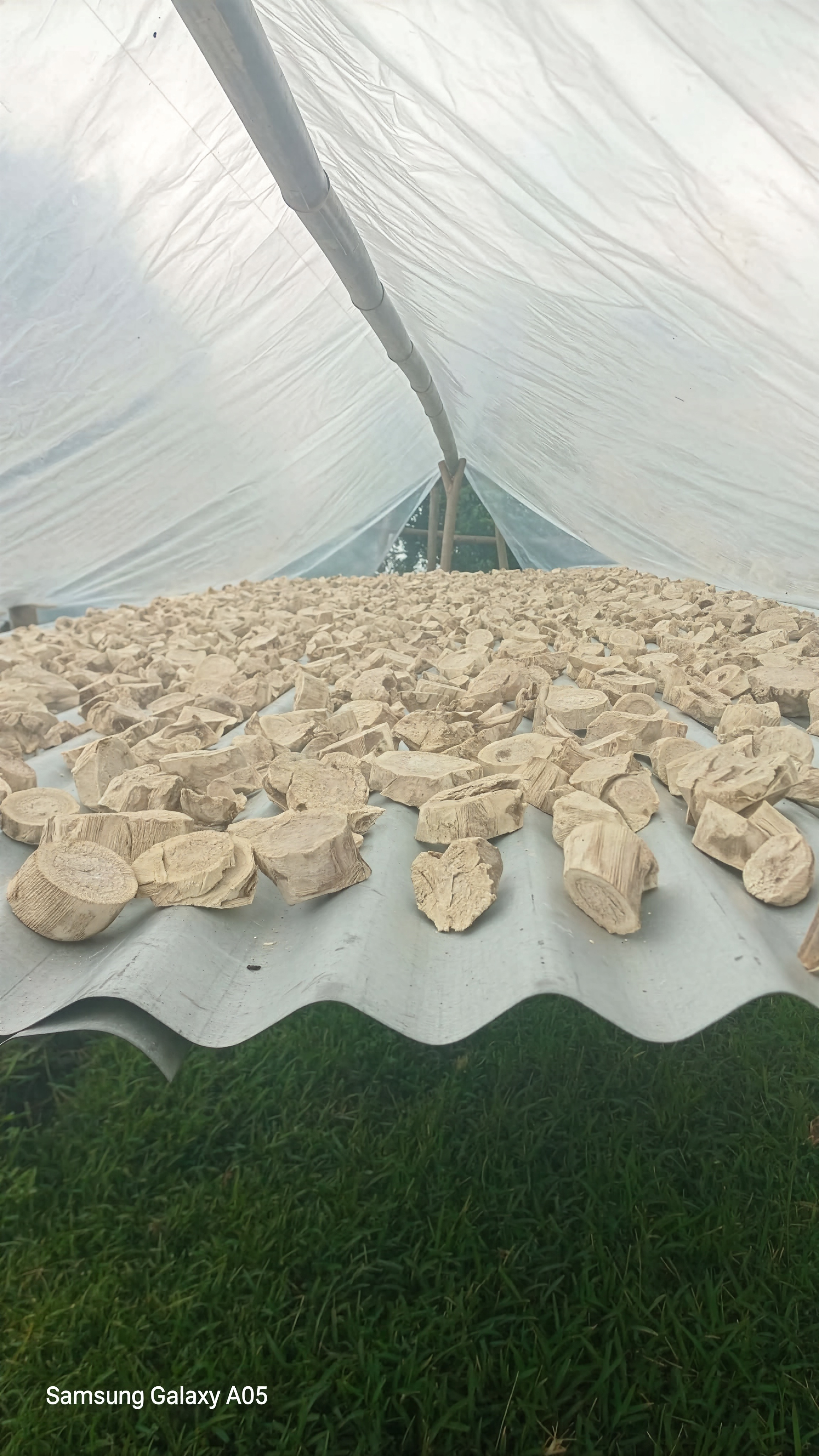Kava Chips