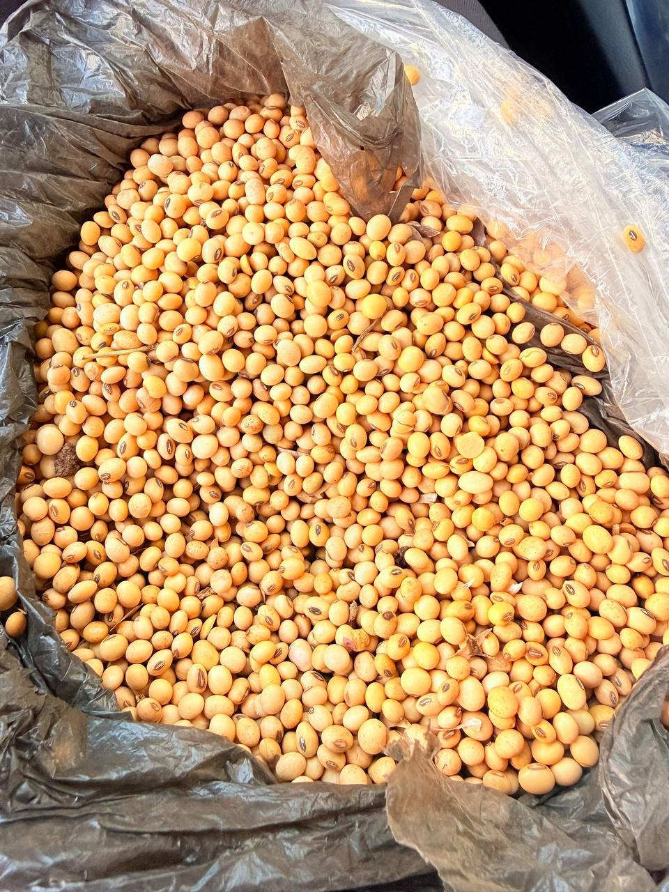 NON GMO SOYBEANS Origin Ethiopia Features Organic Degree of Processing Dried Packaging Size 25 kg and 50kg