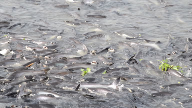 Top 6 Pangasius Suppliers in Italy in Quarter 3 of 2025