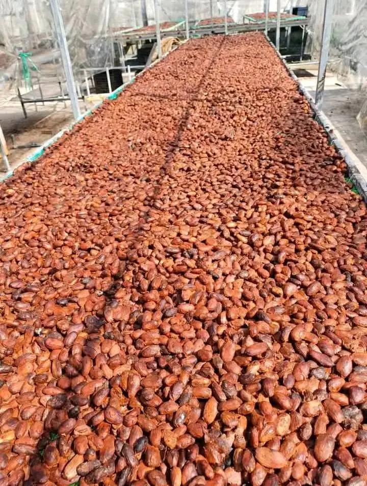 Cocoa Beans/organic cocoa beans on sale in bulk and wholesale origin of africa quality fermented
