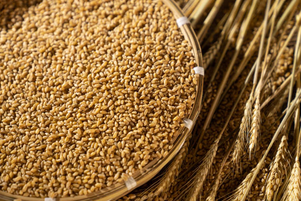 Top 7 Wheat Suppliers in Turkey in Year 2025: A Data-Driven Guide for Global Buyers