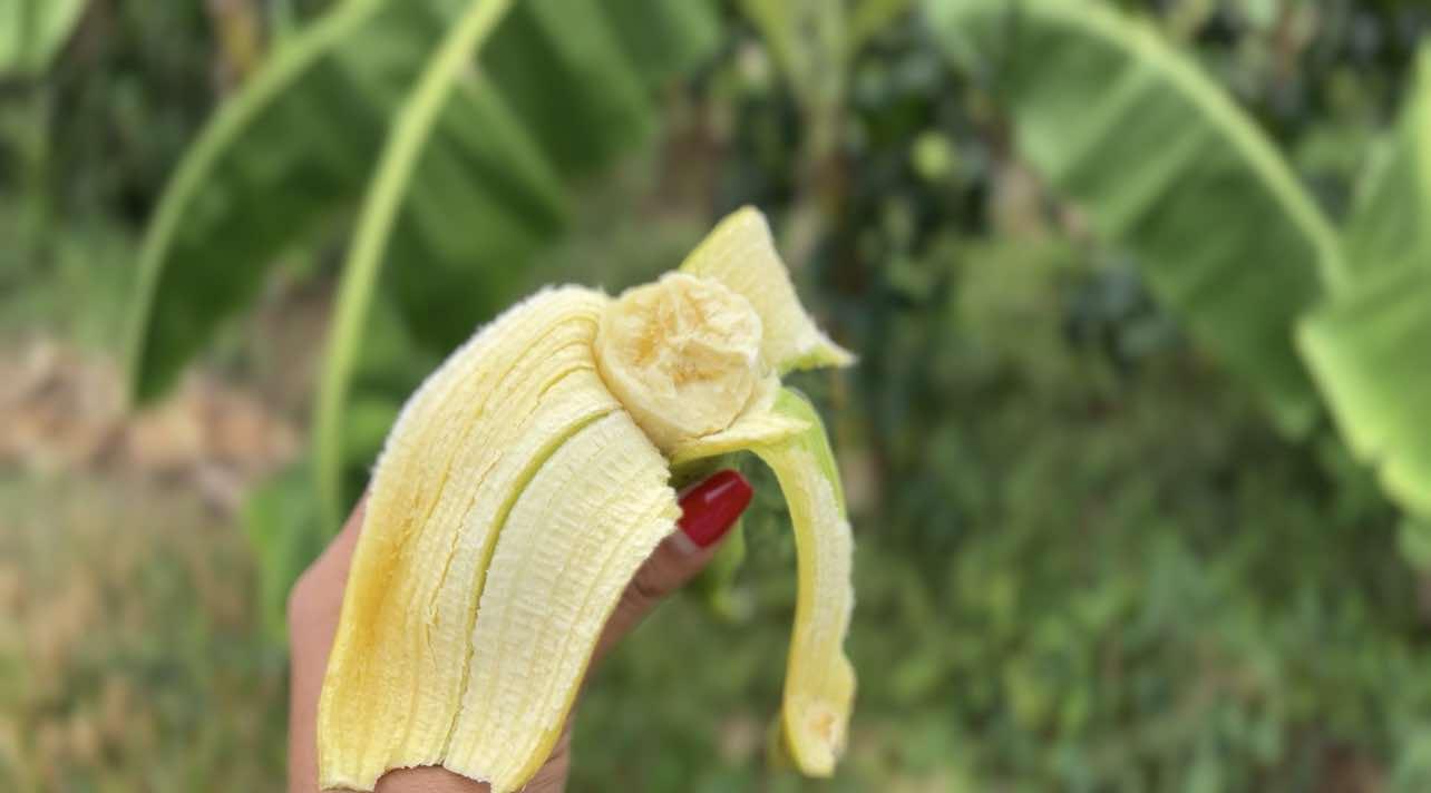Gros Michel Banana