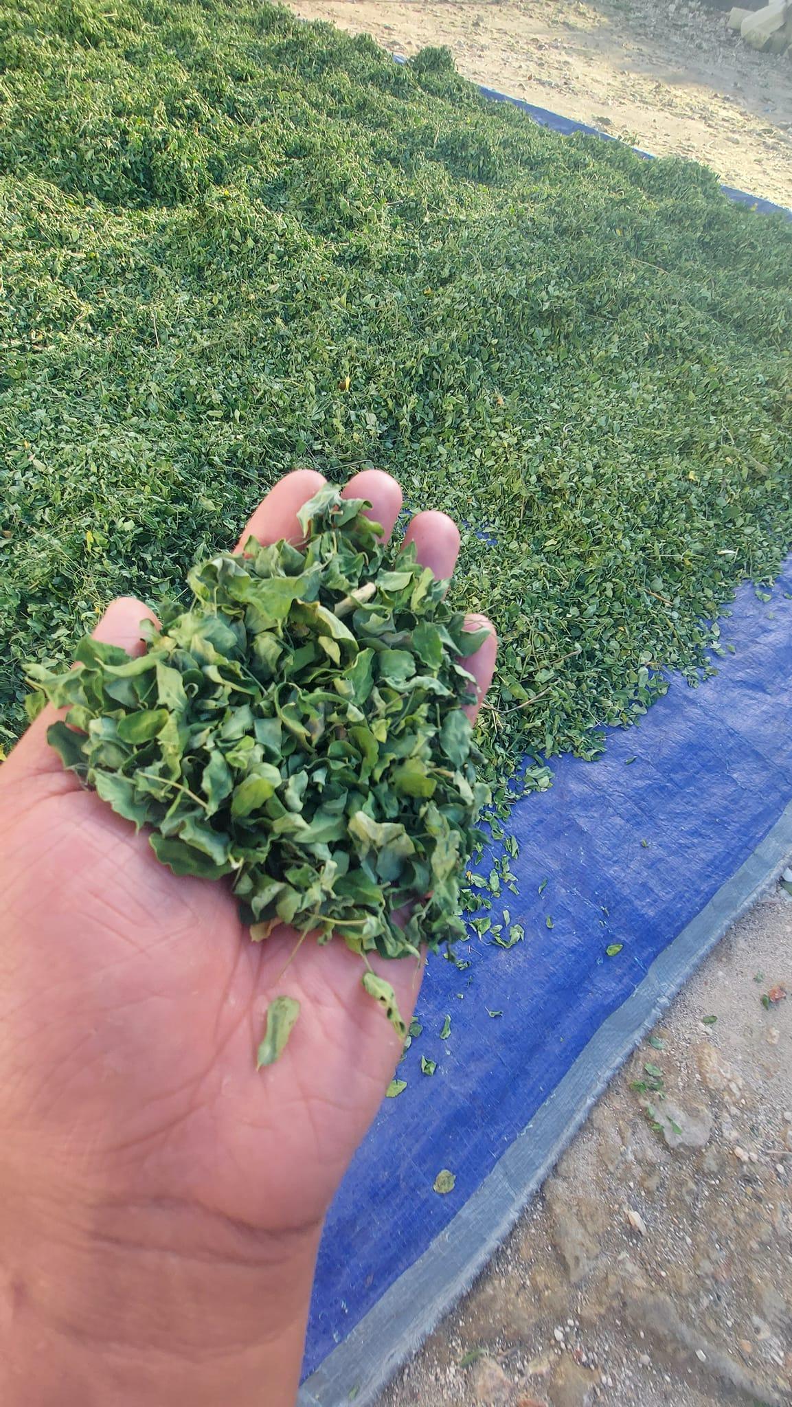 Moringa Powder Image 4