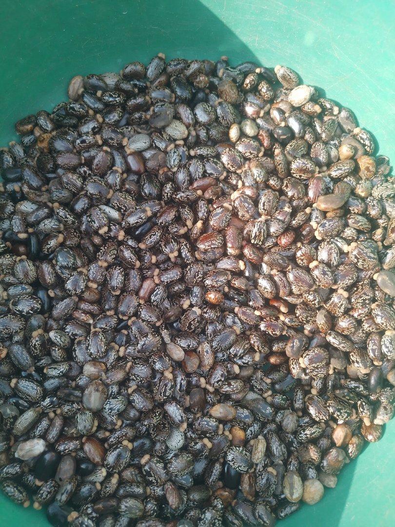 Castor Seeds