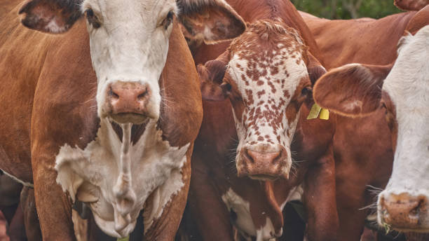Top 8 Cattle Suppliers in South Africa in July 2025: A Data-Driven Export Market Analysis