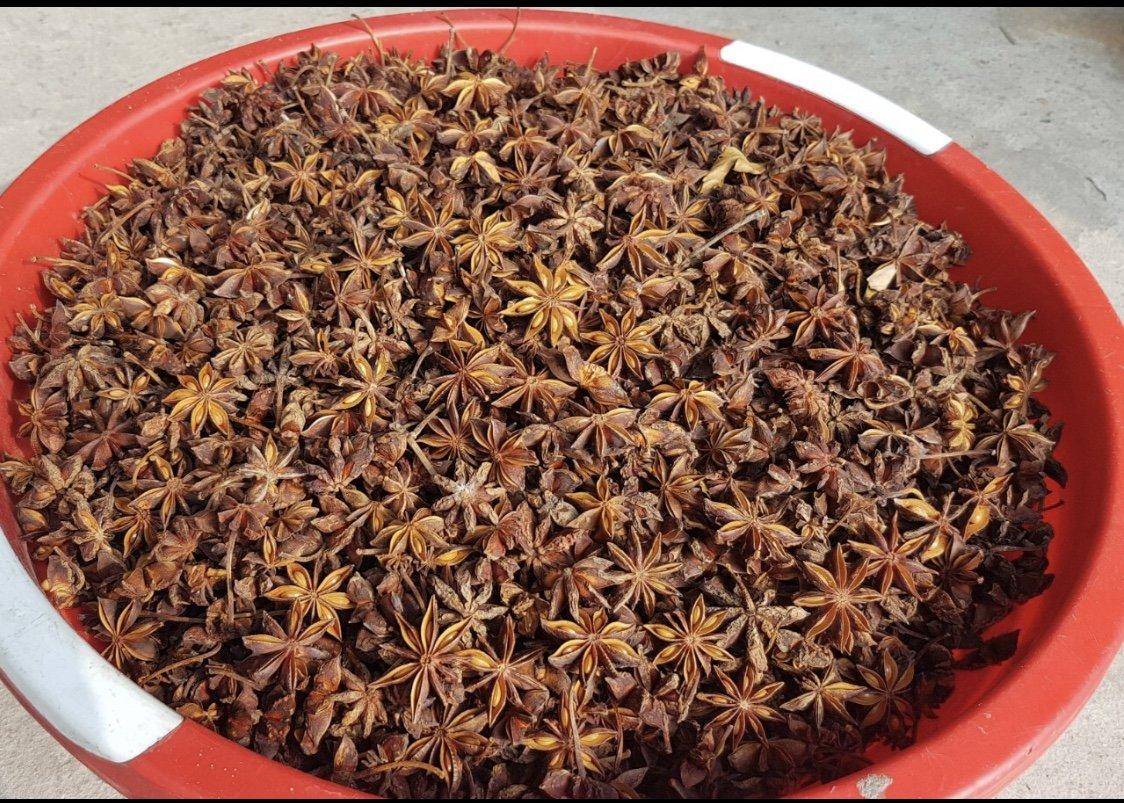 Autumn Star Anise