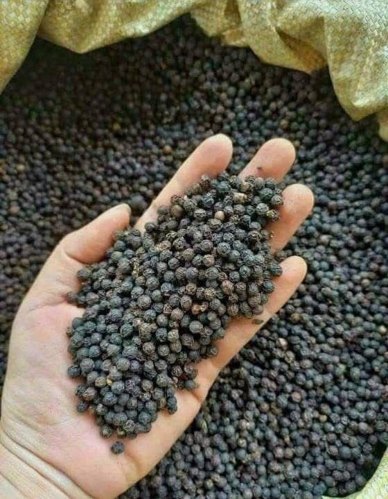 Black Pepper GL5500 GACC & Phytosanitary 