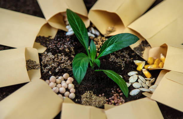 A Comprehensive Guide to Sourcing High-Quality Flower Seeds: Top 3 Flower Seeds Suppliers in Vietnam in Quarter 3 of 2025