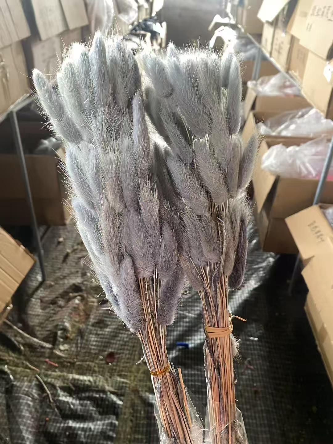 Lagurus Grass / Rabbit's Tail Grass