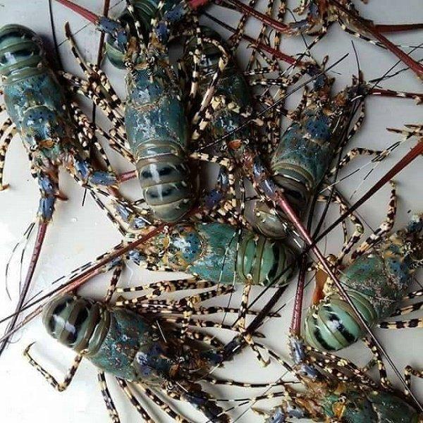 Frozen Fresh Jumbo Size Live Rock Lobster Green Lobster with Whole Tail in Box Cooked and Dried Styles for Food