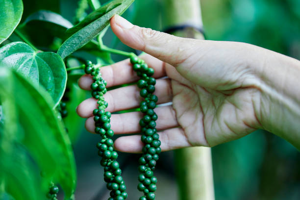 Top 3 Pepper Suppliers in Thailand in Week 22 of 2025: Market Shifts, Supplier Picks & Trade Trends