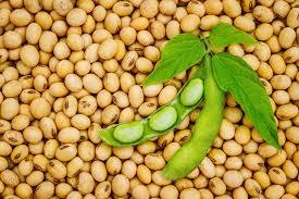 Premium Soybean Seeds Grade A Type Seed Shelf Life Long Shelf Life Fiber Content Rich In Fiber Protein Content High Protein